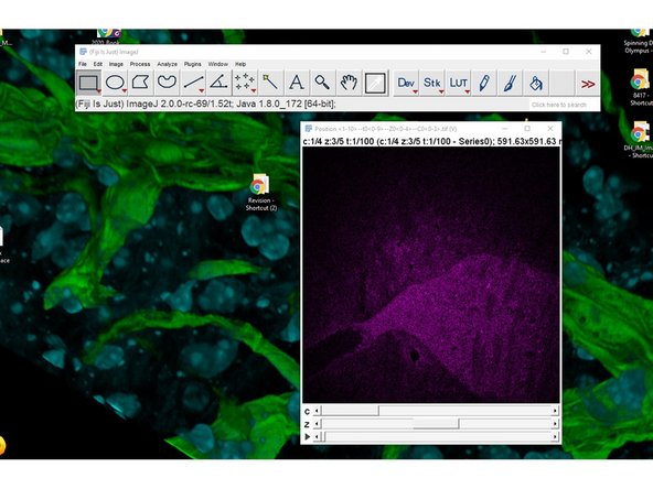 Position 1--t00--Z00--C00.tif