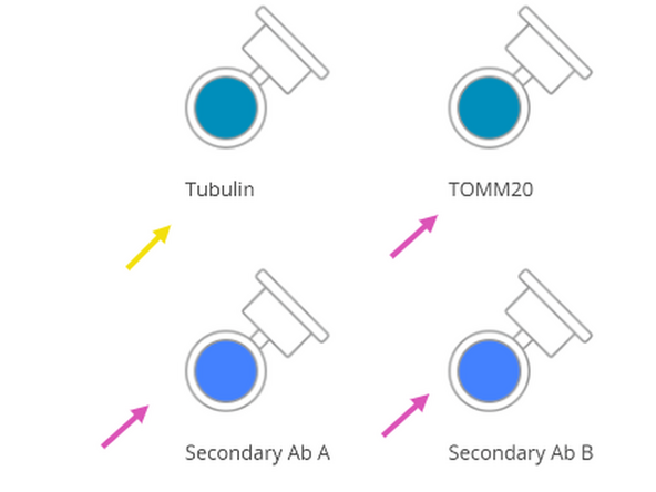 To avoid confusion during setup, rename the generic antibody and reagent labels to match your actual experiment.