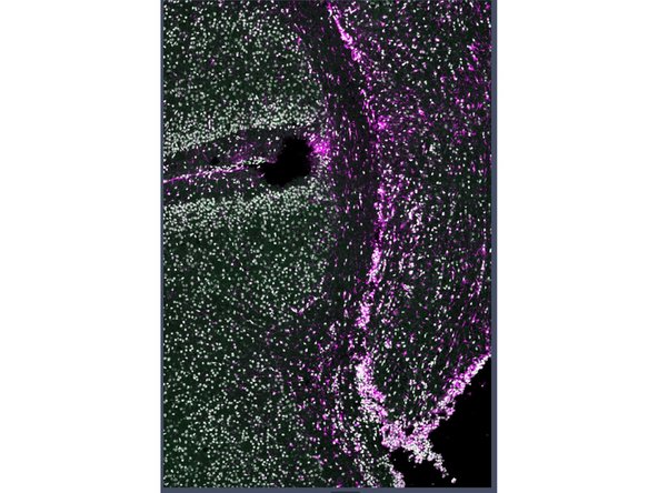 1. Prepare Blocking Buffer from 1X PBS (Gibco, cat no. 10010-023) containing 0.3% Triton-X-100 (Millipore Sigma, cat no. 93443), 1% Bovine Serum Albumin (Millipore Sigma, cat no. A1933) and