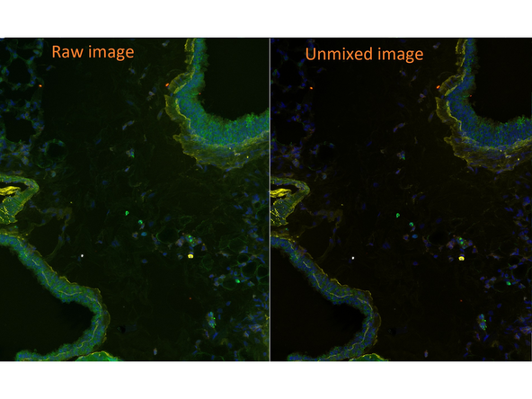 The data folder will contain a qptiff file with unmixed data. Within the temp folder you will have an additional qptiff file with the raw data that is useful to compare the impact of the unmixing procedure.