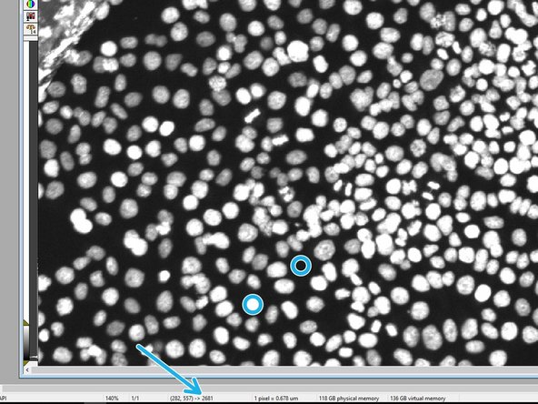 In the drawing toolbar, choose &quot;Line&quot; to measure the width of a few nuclei by clicking on one end of the cell and by placing the mouse over the diameter and getting the distance.
