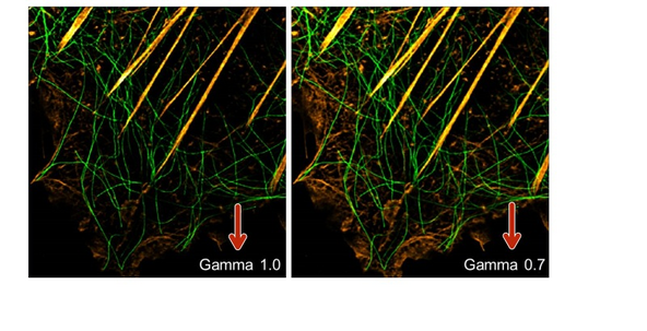 Not that sectioning of the processed data in many cases is strong, so display of initial results is often improved by applying some gamma to the display curve (e.g. 0.7)