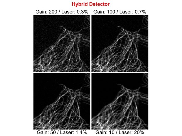 The same image of a cellular microtubule network was recorded with different detector gain settings. Laser power was adjusted to result in comparable signal intensities for all images.