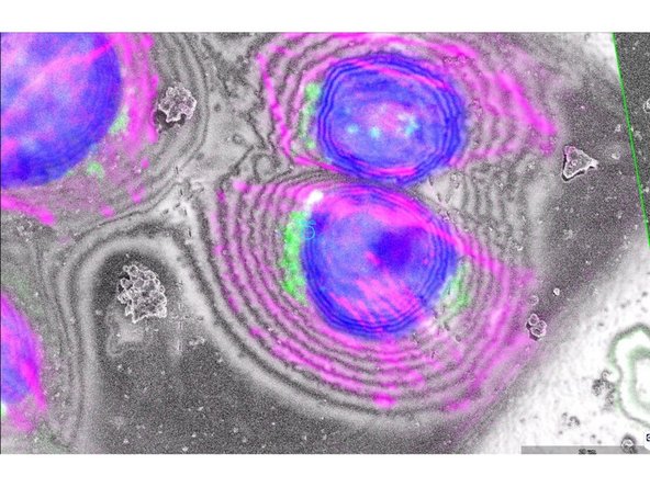 FIB-SEM - TFS Hydra Bio: Simple CLEM workflow