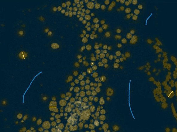 Select your first label, chose a suitable brush “Size” and paint on some of your structures of interest. Go to the next class and do the same.