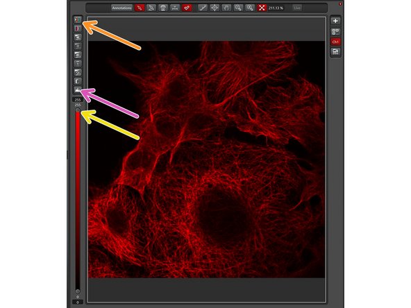 To aid the adjustment of intensities in the image, click on the LUT icon to choose the &quot;glow-over-under&quot; lookup table. In this display mode, pixels with maximal intensity are shown in blue while pixels with 0 intensities are shown in green.
