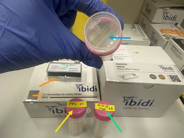 Substitution Poly-D-Lysine (cat#P6407 Sigma) or Poly-L-Lysine (cat# P8920 Sigma 0.1% w/v) coating also possible