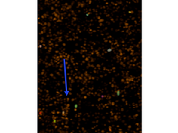 Refine the segmentation by filtering cells by size and intensity