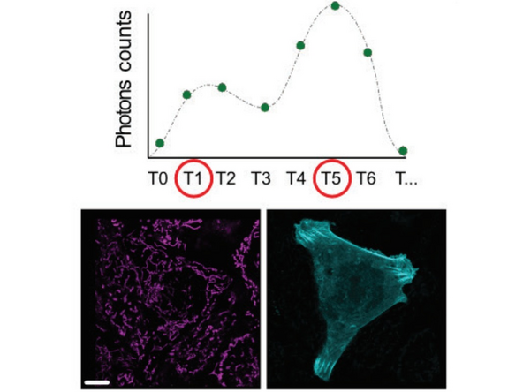 In TauSeparation, you can define the population based on the lifetime diagram.