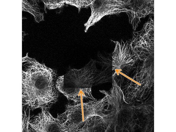Hybrid detectors often generate a slightly better signal amplification than PMTs and then provide a better signal to noise ratio with lower laser power settings.