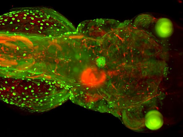 Lightsheet Microscopy - ZMB UZH