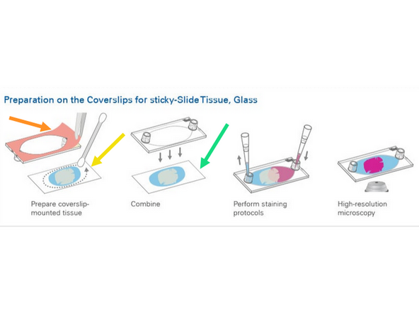 1. Pull away Ibidi Sticky slide film to reveal sticky coating