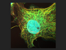 Leica Stellaris 5: Imaging optimization task  (demo sample)