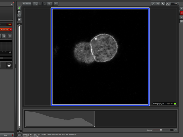 Lifetime-based information adds an additional level of information to the confocal image. Structures with the same spectral properties can be distinguished based on fluorescence lifetime.