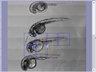 Olympus Spinning Disk - 3: Overviews + multi-positions + xyzt images