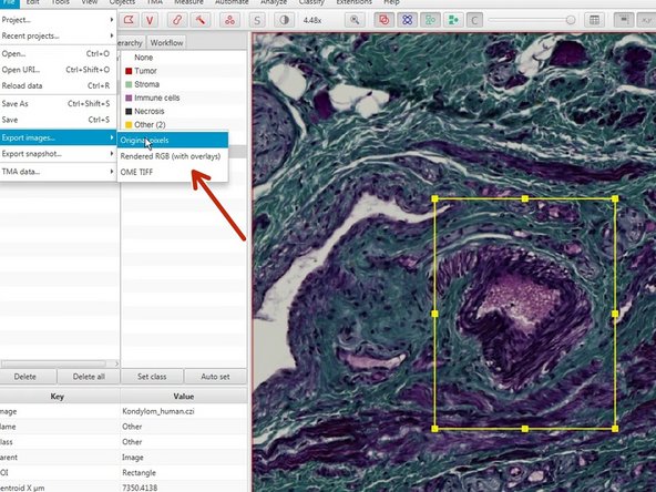 For further image processing and analysis you can export selected regions as images through