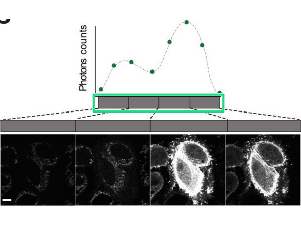 In TauScan, the software automatically sets the equally spaced gates based on the number of images to be taken. This is ideal to explore the lifetime-landscape of your sample and to detect possibly hidden lifetime populations.